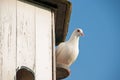 Dove on a dovecote Royalty Free Stock Photo