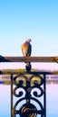 A dove in the early morning sits on a patterned metal lattice near the lake