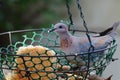 Dove eating bread