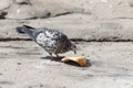 Dove eating a piece of bread