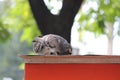 Dove eating seed