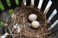 Dove eggs in nest Royalty Free Stock Photo