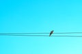 Dove on electrical wire