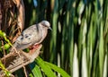 Dove at the entrance to a nest made in a coconut tree Royalty Free Stock Photo