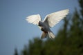 Dove in flight