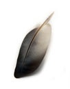 Dove Feather Royalty Free Stock Photo