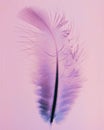 From a dove feather Royalty Free Stock Photo