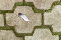 A dove feather on a sidewalk lined with tile Royalty Free Stock Photo