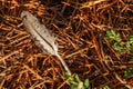 Dove feather in nature Royalty Free Stock Photo