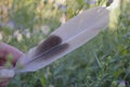 Dove feather Royalty Free Stock Photo