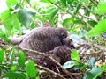 Dove is feeding baby