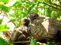 Dove is feeding baby