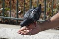 A Dove, feeding from man`s hand. Royalty Free Stock Photo