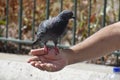 A Dove, feeding from man`s hand. Royalty Free Stock Photo