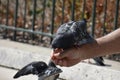A Dove, feeding from man`s hand. Royalty Free Stock Photo