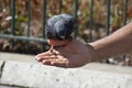 A Dove, feeding from man`s hand. Royalty Free Stock Photo