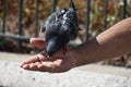 A Dove, feeding from man`s hand. Royalty Free Stock Photo