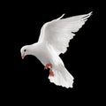 Dove in flight Royalty Free Stock Photo