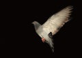 Dove in flight against black background Royalty Free Stock Photo