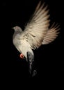 Dove in flight against black background