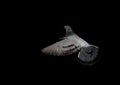 Dove in flight against black background Royalty Free Stock Photo