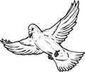 Dove in flight illustration