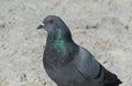 Dove on the Florida beach on sand background, closeup Royalty Free Stock Photo