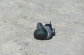 Dove on the Florida beach on sand background Royalty Free Stock Photo