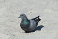 Dove on the Florida beach on sand background Royalty Free Stock Photo
