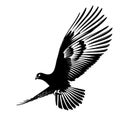 Dove in fly closeup. Also good for tattoo. Editable vector monochrome image with high details isolated on white