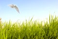 Dove fly over green grass