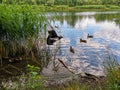 Dove flying over the lake with ducks near the reeds