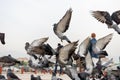 Dove flying pigeon group, timid Group down the street.