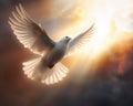 A Dove Flying in the Sky During a War Royalty Free Stock Photo