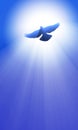 Dove holy spirit peaceful sky light flare Royalty Free Stock Photo