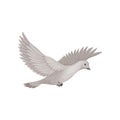 Dove in flying with wide open wings. Bird with gray plumage. Flat vector element for ornithology book Royalty Free Stock Photo