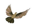 Dove in free flight. Isolated on white background Royalty Free Stock Photo
