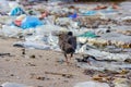 Dove with garbage. Royalty Free Stock Photo