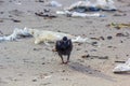 Dove with garbage. Royalty Free Stock Photo