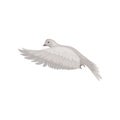 Dove with gray feathers in flying action. Bid in the air. Fauna and ornithology theme. Flat vector icon Royalty Free Stock Photo