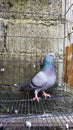Dove in the Cage