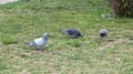 Dove Grey. Beautiful Pigeon