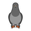 Dove grey Front view isolated. pigeon City bird vector illustration