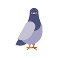 Dove grey Front view isolated. pigeon City bird vector illustration Royalty Free Stock Photo