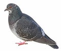 Dove. Grey pigeon Shooting. Royalty Free Stock Photo