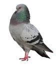 Dove. Grey pigeon Shooting. Royalty Free Stock Photo