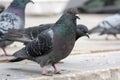 Dove. Grey pigeon Shooting on street Royalty Free Stock Photo