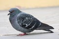 Dove. Grey pigeon Shooting on street Royalty Free Stock Photo
