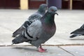 Dove. Grey pigeon Shooting on street Royalty Free Stock Photo