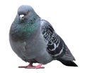 Dove. Grey pigeon Shooting on street Royalty Free Stock Photo